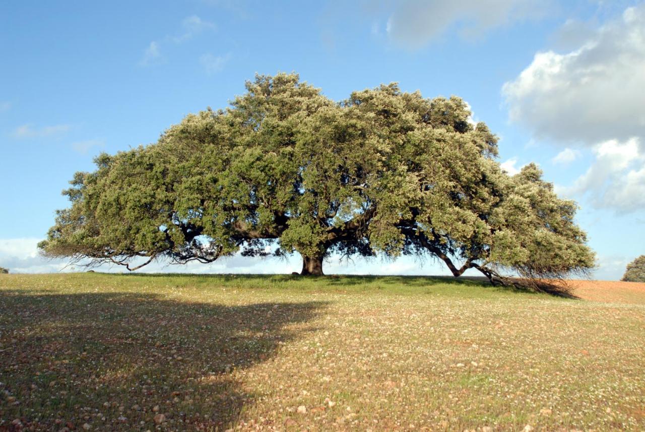 Casa Da Aldeia Βίλα Alcaria Ruiva Εξωτερικό φωτογραφία